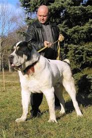 Central Asian Dog Alabai Dog Huge Dogs Kangal Dog