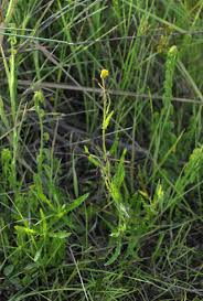 Image result for Crassocephalum picridifolium