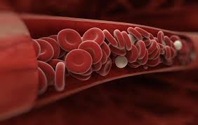 Sitoplasma tersusun oleh 90% air, sehingga berfungsi sebagai pelarut. 4 Macam Komponen Darah Manusia Dan Fungsinya