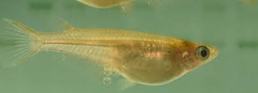 We did not find results for: A Cell Process Newly Discovered In Fish Has Important Implications For Medical Research And Aquaculture Inrae Instit