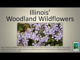 We did not find results for: Illinois Woodland Wildflowers Cc Available Youtube
