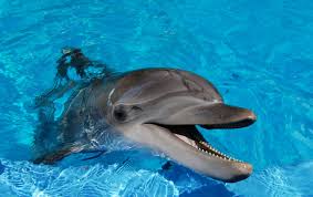 DOLPHIN Dream Interpretation | Dolphins Jumping in the Air | 195 Dolphin HD Wallpapers | HD Dolphins Wallpapers