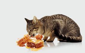 Let`s take a look at some human foods that your cats can actually eat. 4 Reasons Why Cats Can Eat Honey And 3 Reasons Why Not
