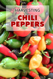 Jan 04, 2021 · sweet banana peppers are ripe at a smaller size than the hot varieties, usually only growing 4 to 6 inches long and 1 1/2 inches in diameter. Harvesting Your Chili Peppers Chili Pepper Madness