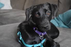 There are so many animals that need to be adopted in maryland, people mistreat them, abandon them, and some just can't keep them. Dc Paws Rescue Dogs Cats Animal Rescue In Washington Dc Focus On Positive Reinforcement Training