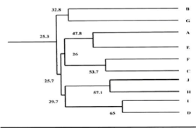 Kladogram adalah diagram yang menunjukkan hubungan antara organisme yang berbeda berdasarkan kesamaannya yang berbeda. Https Media Neliti Com Media Publications 84629 Id Pendekatan Fenetik Taksonomi Dalam Ident Pdf