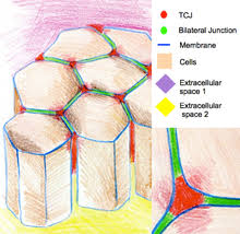Materials with higher absorption coefficients more readily absorb photons, which excite electrons into the conduction band. Cell Junction Wikipedia