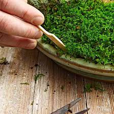 Create the base of your indoor moss garden by placing different sized stones and branched sticks to make the ground look like the forest floor. How To Make A Tabletop Moss Garden Better Homes Gardens