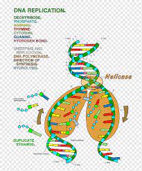 Semiconservative nature of replication was first demonstrated by j. Double Helix A Personal Account Of The Discovery Of The Structure Of Dna Png Images Pngwing