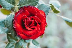 اجمل ورود الحب والعشق أجمل ورود الحب في العالم zina blog rose flower photos rose wallpaper rose painting