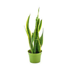 Image result for Sansevieria trifasciata