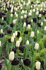 We did not find results for: Tips For Growing Tulips Sa Garden And Home