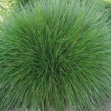 Image result for Pseudobromus