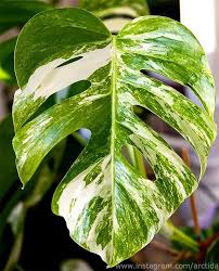 New Leaf On My Monstera Deliciosa Var Borsigiana Variegata Plant Leaves Monstera Deliciosa Tropical Foliage
