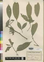 Image result for Lasiodiscus usambarensis