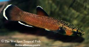 Originates from the sebuku river drainage in borneo, where it inhabits acidic. Wild Betta Life Betta Tropical Fish Betta Fish