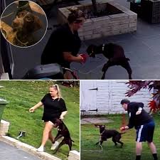 OUTRAGE: A dog cried out in pain repeatedly but was ignored — a pet sitter  was caught on camera kicking and dragging the family's dog, despite being  paid £1,400 to care for