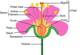 Plant Parts Flower Diagram Plants Diagram Of A Flower