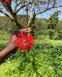 Image result for Erythrina abyssinica
