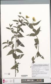 Image result for Aspilia kotschyi