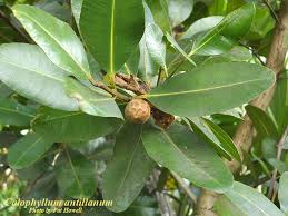 Image result for Calophyllum