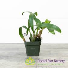 Image result for Bulbophyllum comatum