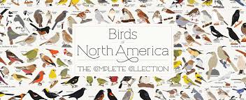 Birds Of North America Poster A Comprehensive Illustrated Guide To Birds Of North America North America Poster Species