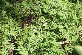 Image result for Lygodium microphyllum