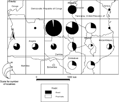 Image result for Leptactina benguelensis