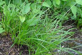 Image result for Carex sp.no.1