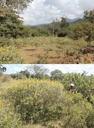 Image result for Crotalaria prittwitzii