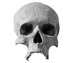 Image result for skull