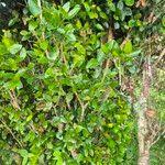 Image result for Strychnos henningsii