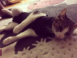 Ameliyat Sonrasi Kedi Suzi Nin Tedavi Sureci Suzionline