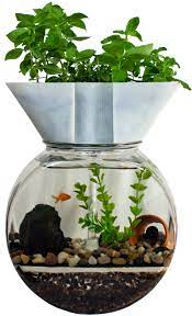 Aquaponics Goldfish Garden Indoor Aquaponics Aquaponics Fish Aquaponics Diy