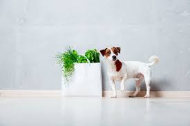 I do not recommend the microwave method. Vegan Dog Food Pros Cons For Your Dog S Health Tractive
