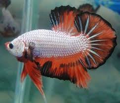 Pin By Shelly Waite On Freshwater Aquarium Fish Betta Breeding Betta Fish Betta