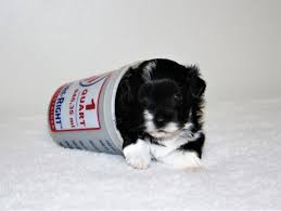 Check spelling or type a new query. Havanese Puppies Nc Cost The Y Guide