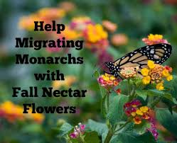 Plant These Flowers For Monarchs That Migrate In The Fall Butterfly Plants Lantana Monarch