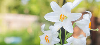 Do you need help removing pollen stains? How To Clean Lily Pollen Stains From Fabrics