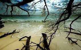 Bingggggg Bing Backgrounds Background Free Beach