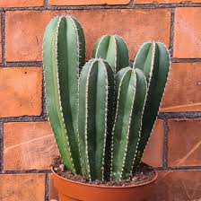 Image result for Lophocereus marginatus