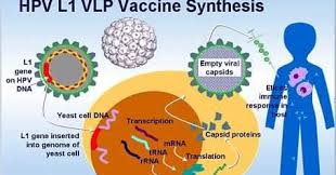 Selaras dengan program vaksinasi hpv percuma yang dilakukan setiap tahun, lembaga penduduk dan pembangunan keluarga negara (lppkn) telah anda akan menerima 3 suntikan vaksin hpv dalam tempoh enam bulan (jarak suntikan pertama dan kedua adalah satu bulan), manakala. Minda Ke Tinta Dr Rushdan Noor Vaksin Hpv Dan Pencegahan Kanser Bab 3