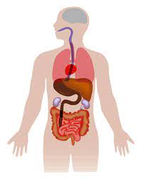 Our Body Free Teaching Resources Of Grade 3 Students Human Body Organs Human Body Anatomy Human Body