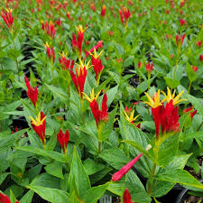 Image result for Spigelia