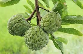 Live Young Cherimoya Seedling Potted With Soil Plant Size Etsy Seedling Pots Starter Plants Growing Seeds