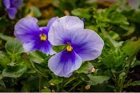 Spiritual dimension of flower scents. Amazing Meaning And Symbolism Of Violet Flower Florgeous