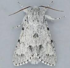 Image result for Leptactina