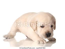 Why buy a golden retriever puppy for sale if you can adopt and save a life? Yellow Lab Puppy Labrador Retriever Puppy 3 Weeks Old Canstock