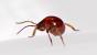 Brownish Red Tiny Red Bugs